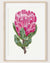 Lucy Protea Flower || Fine Art Print