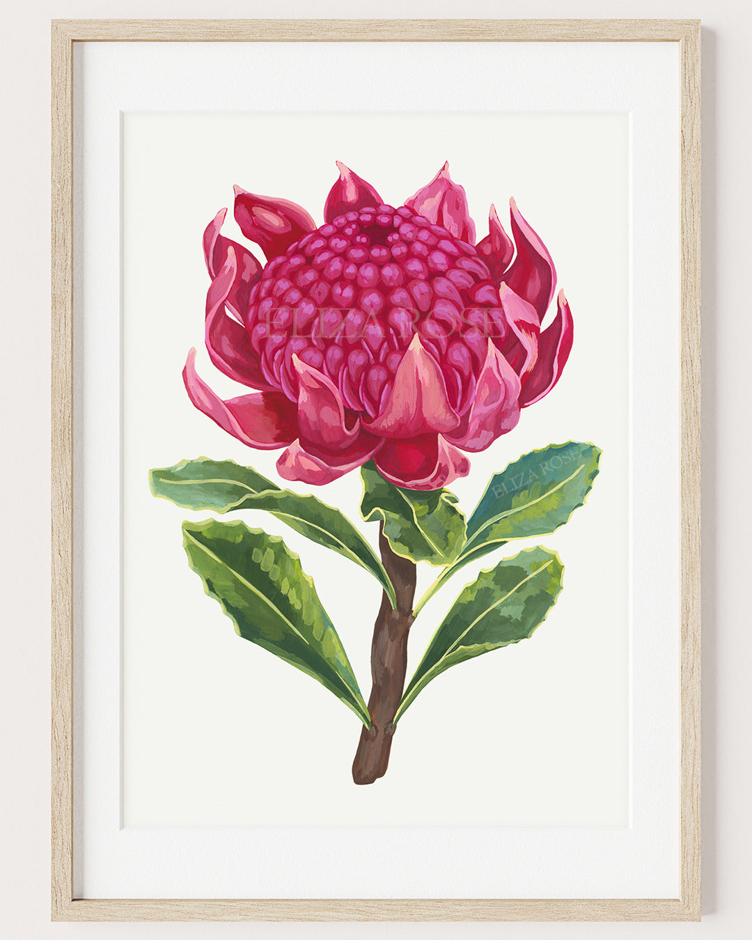 Sophia Waratah Flower || Fine Art Print