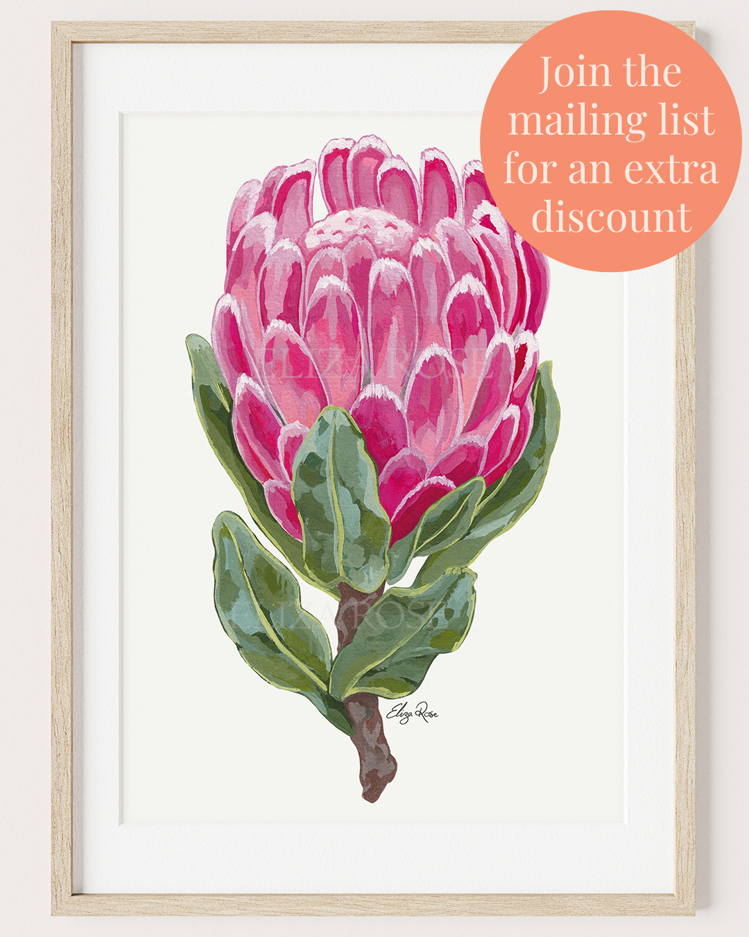 Seconds || Lucy Protea Flower || Fine Art Print