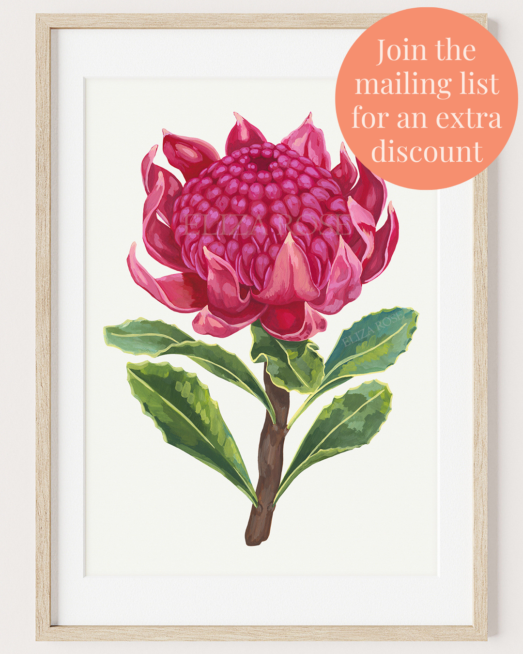 Seconds || Sophia Waratah Flower || Fine Art Print