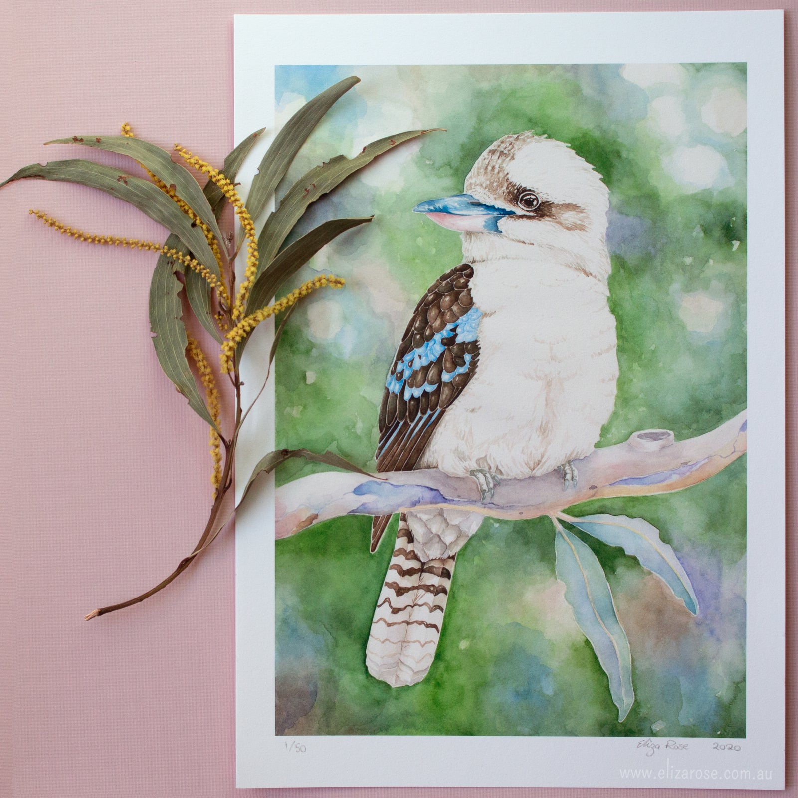 Archer the Kookaburra || Limited Edition Giclee Print