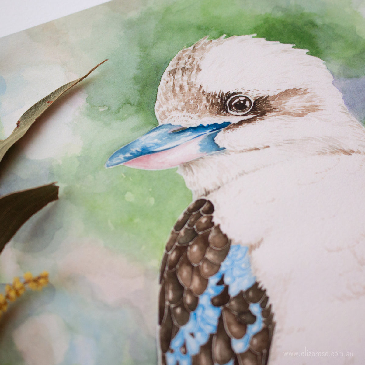 Archer the Kookaburra || Limited Edition Giclee Print