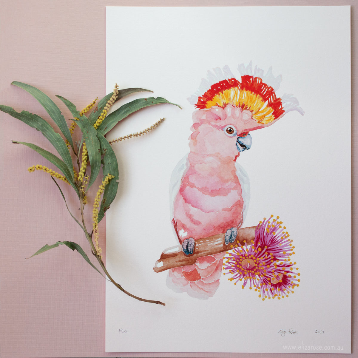 Pink Cockatoo & Flowering Gum || Limited Edition Giclee Print