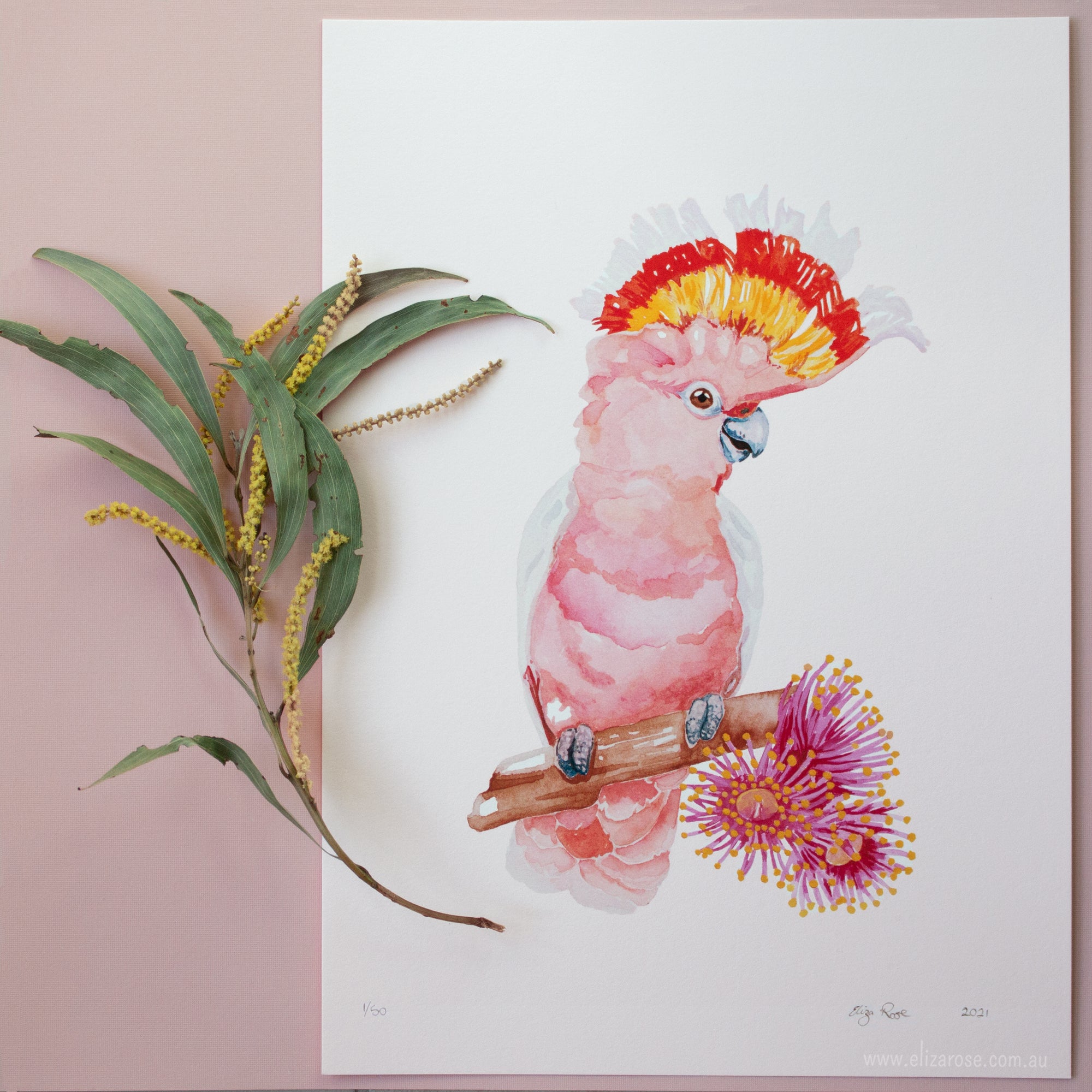 "Pink Cockatoo & Flowering Gum" // Limited Edition Giclee Print